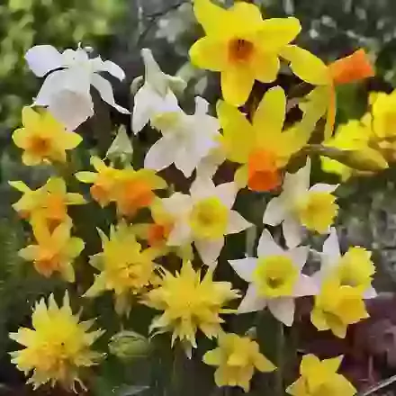 Miniature Narcissus Mixture